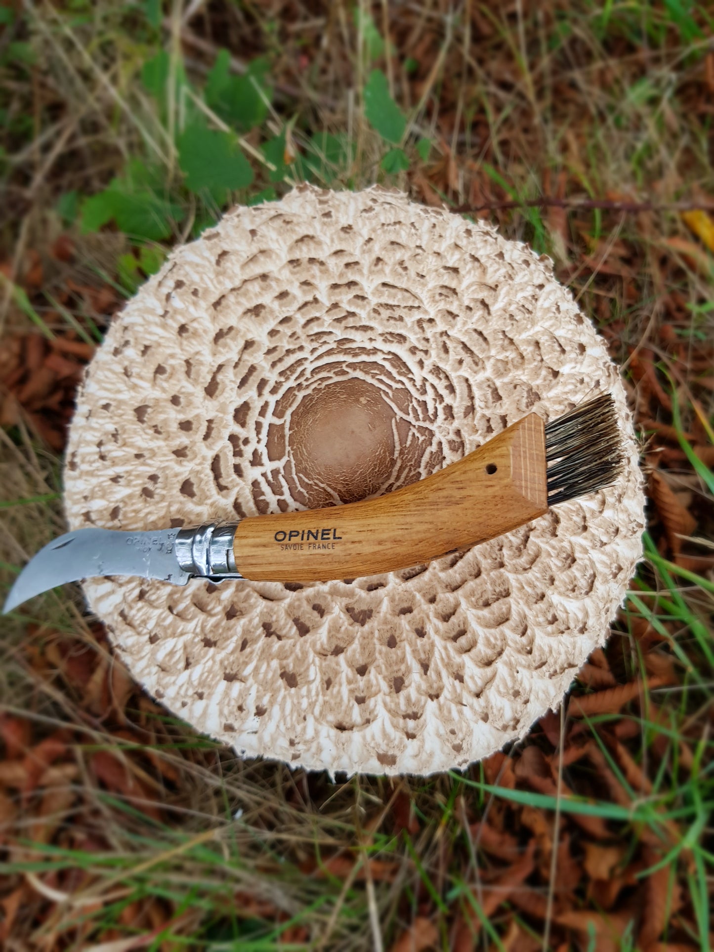 Native Macrolepiota procera - JCMPARA (Parasol Mushroom) Liquid Culture
