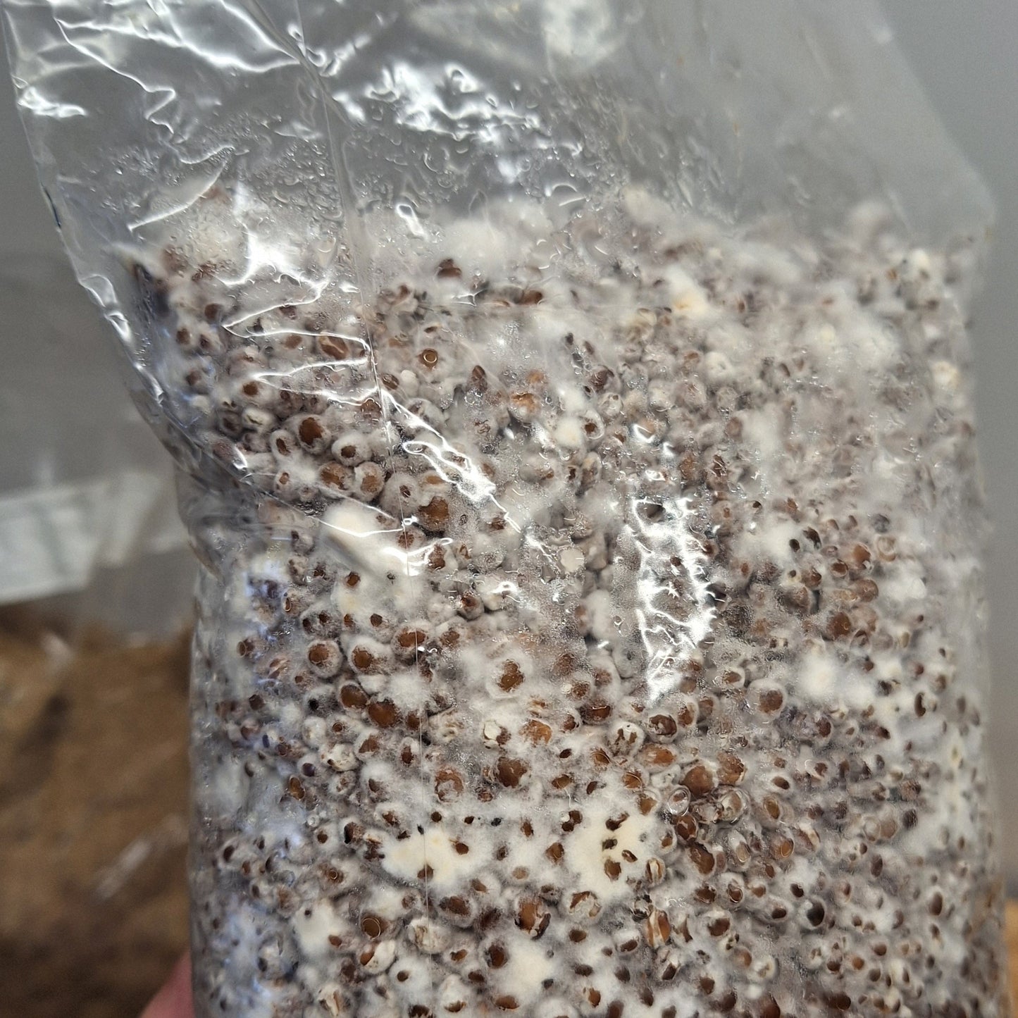 Hypsizygus tessulatus - JCMWH05 (Buna Shimeji/ Brown Beech Mushroom) Liquid Culture