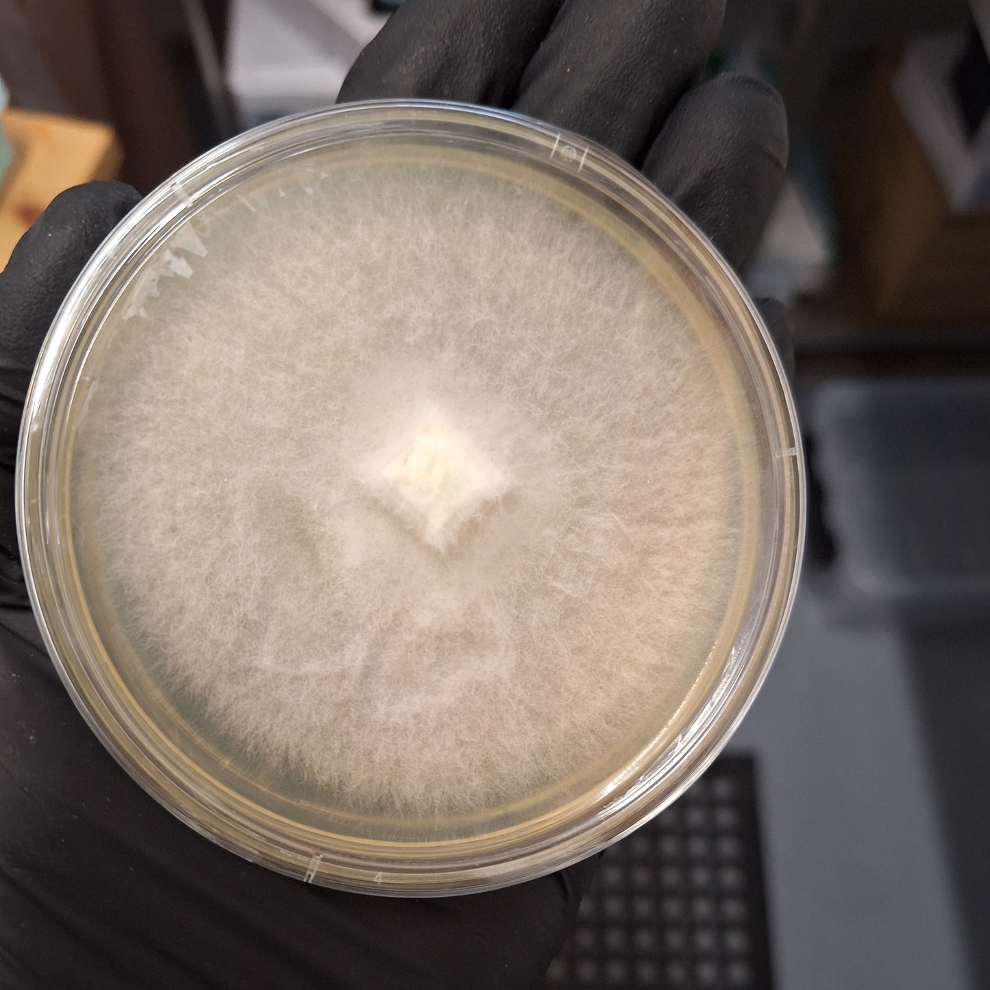 Native Pleurotus pulmonarius - JCM010 (Pale Oyster) Liquid Culture