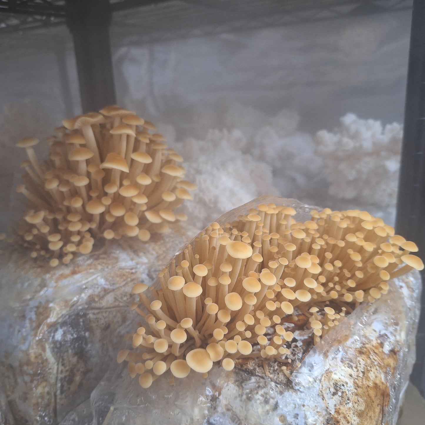 Native Flammulina velutipes - JCMV012 (Velvet Shanks) Liquid Culture