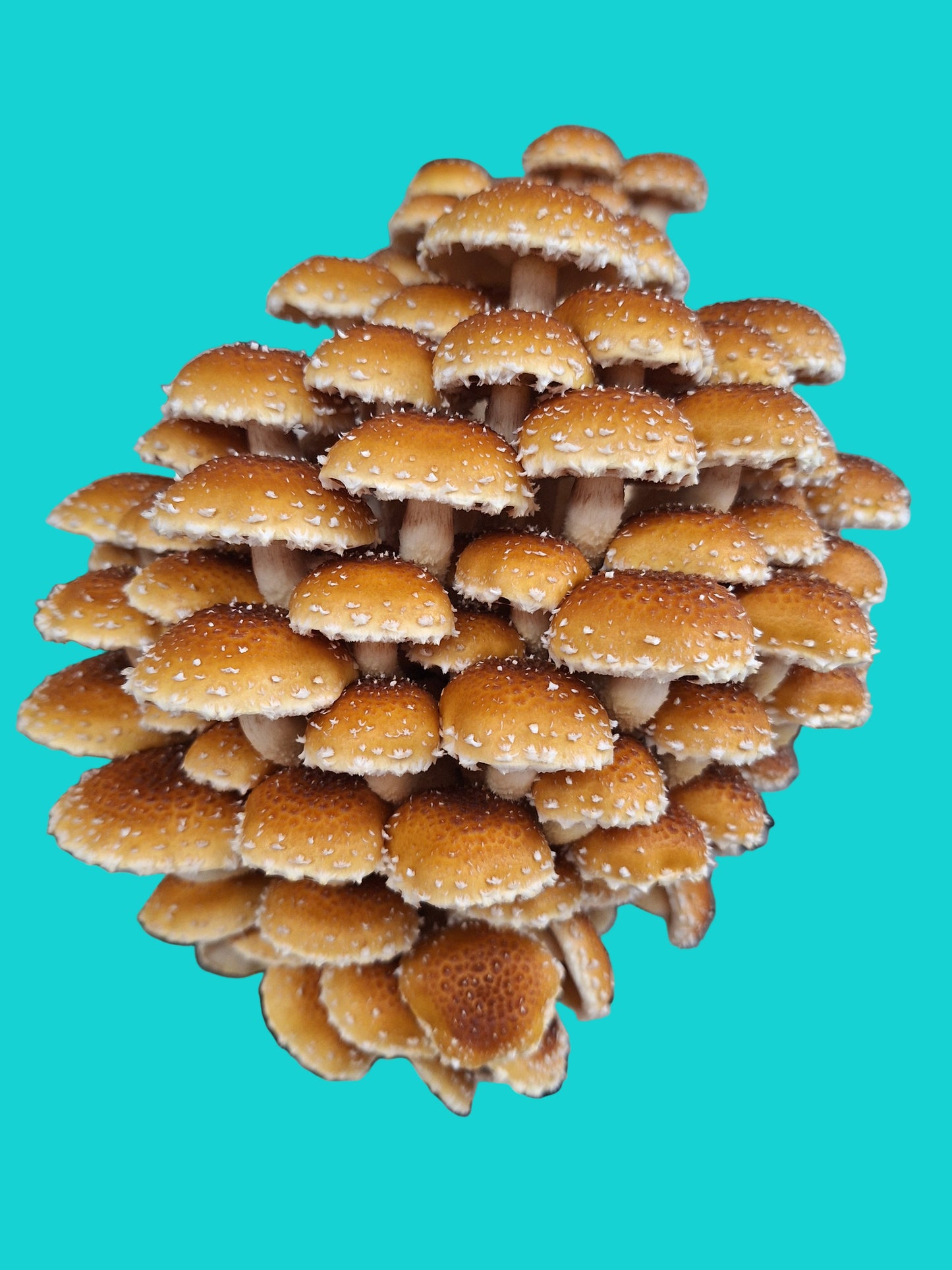 Pholiota adiposa - JCMSP46 (Speckled Chestnut) Liquid Culture