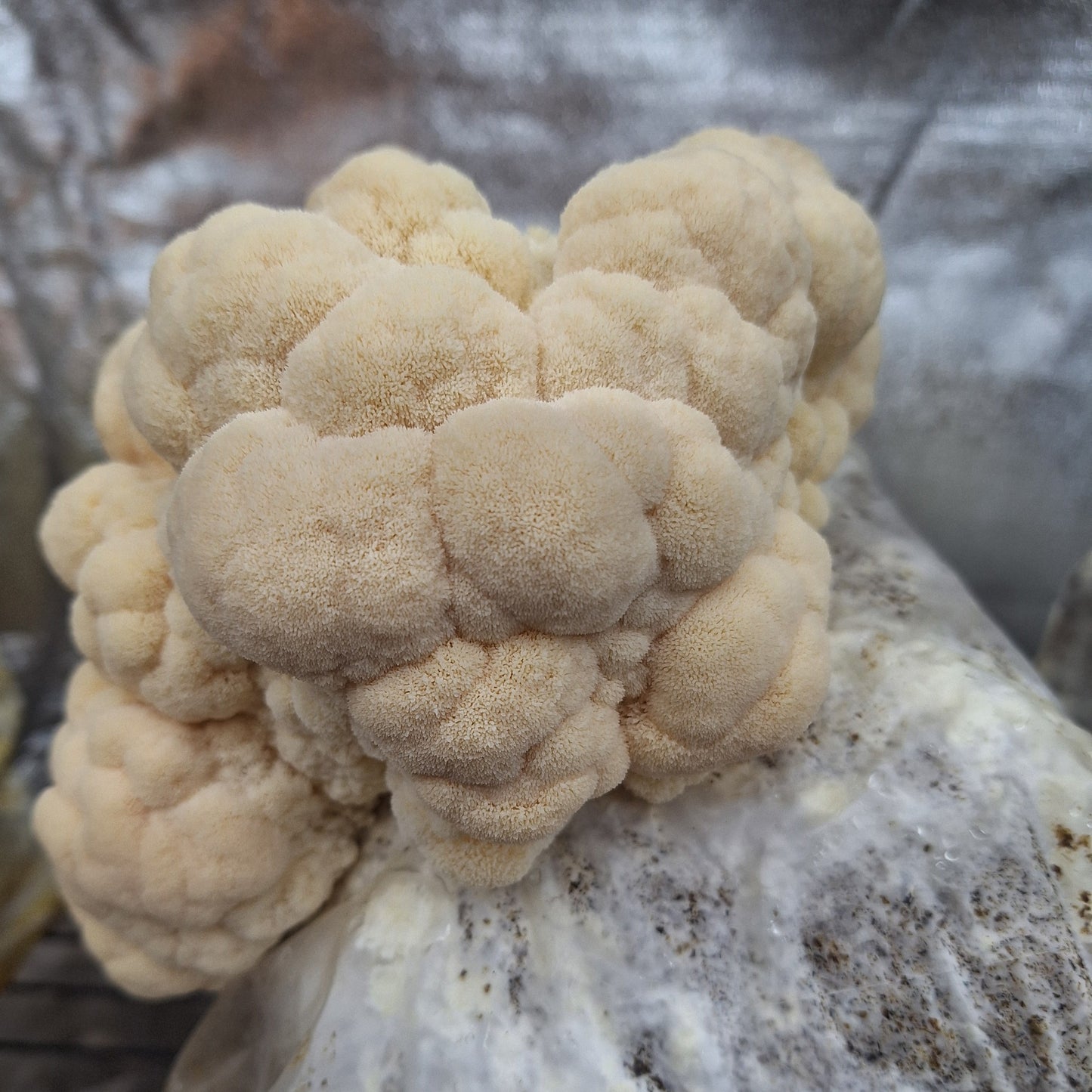 Native Hericium erinaceus - JCMBR37 (Lions Mane) Liquid Culture