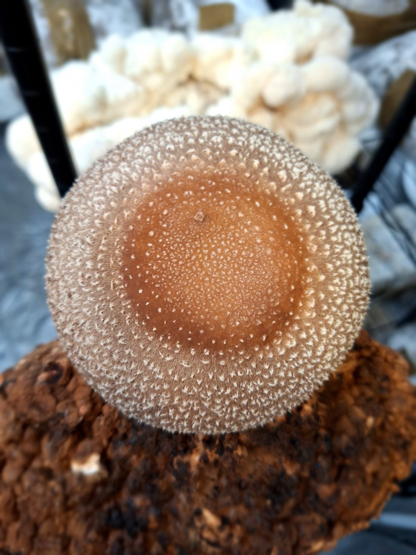 Mushroom Grain Spawn