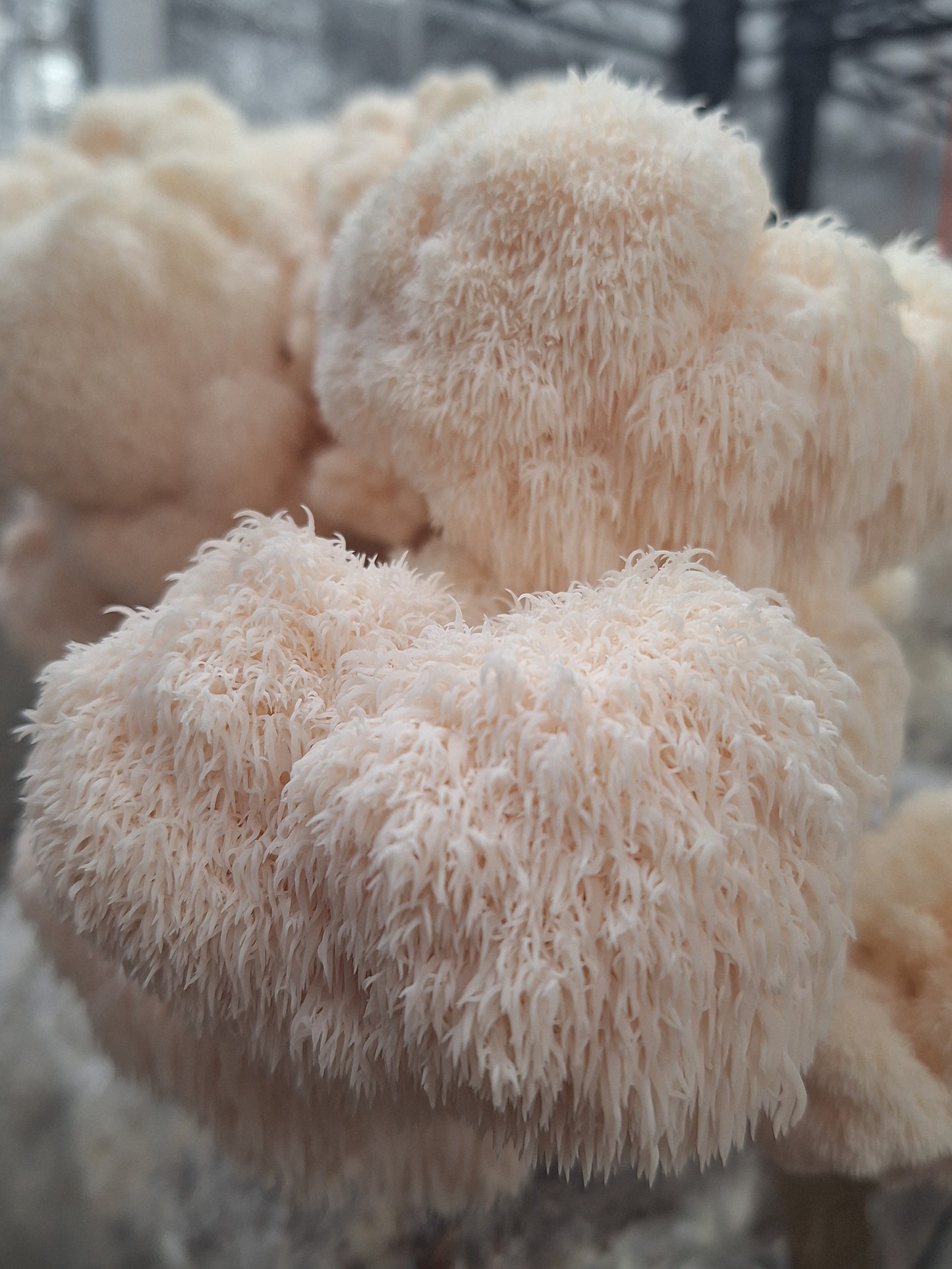 Hericium erinaceous - JCMHTL (Heat Tolerant Lions Mane) Liquid Culture