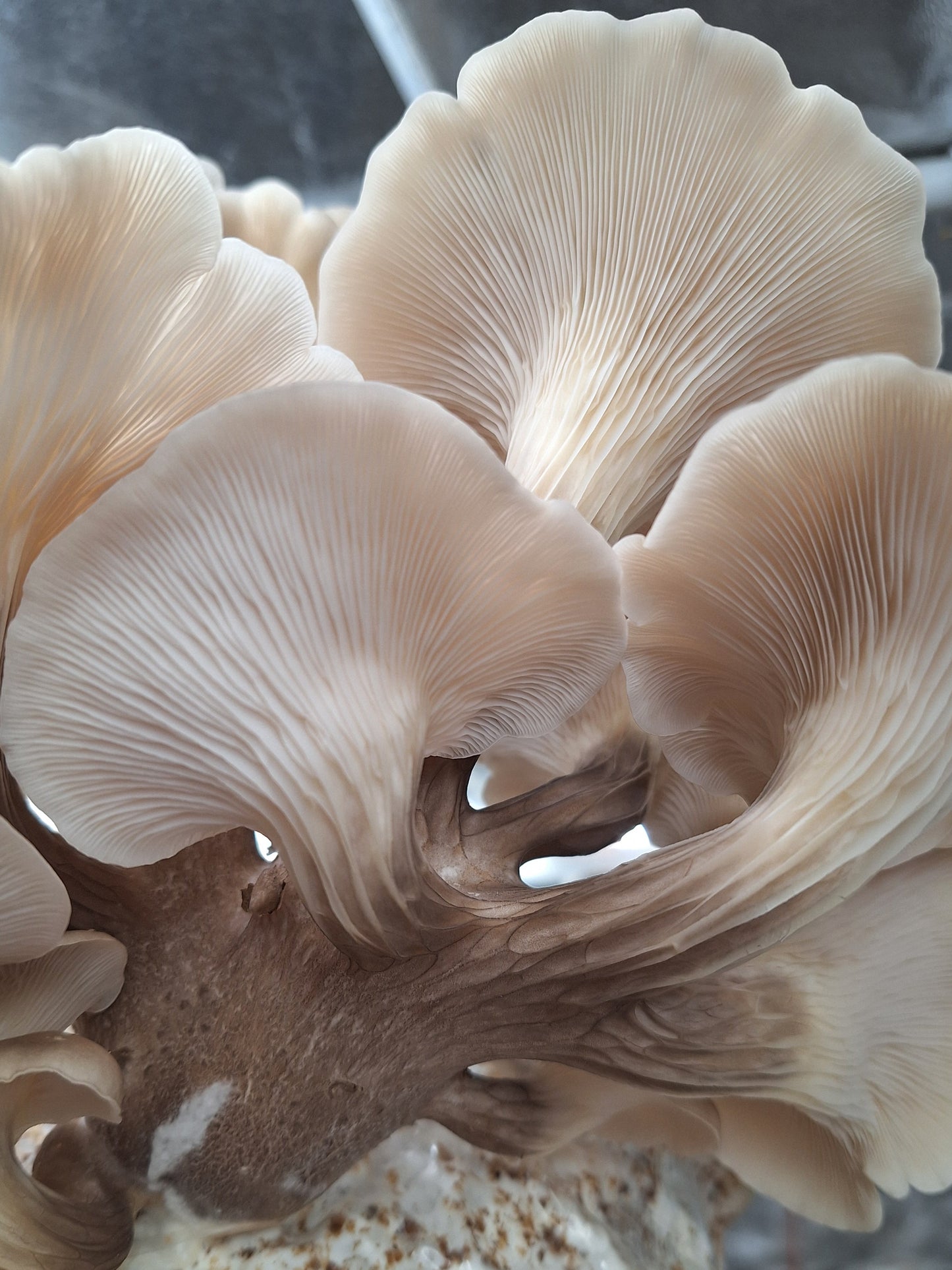 Native Pluerotus euosmus - JCMT55 (Tarragon Oyster) Liquid Culture