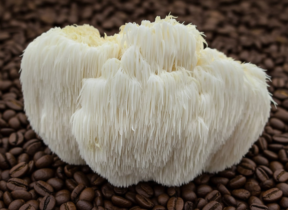 Lions Mane Coffee