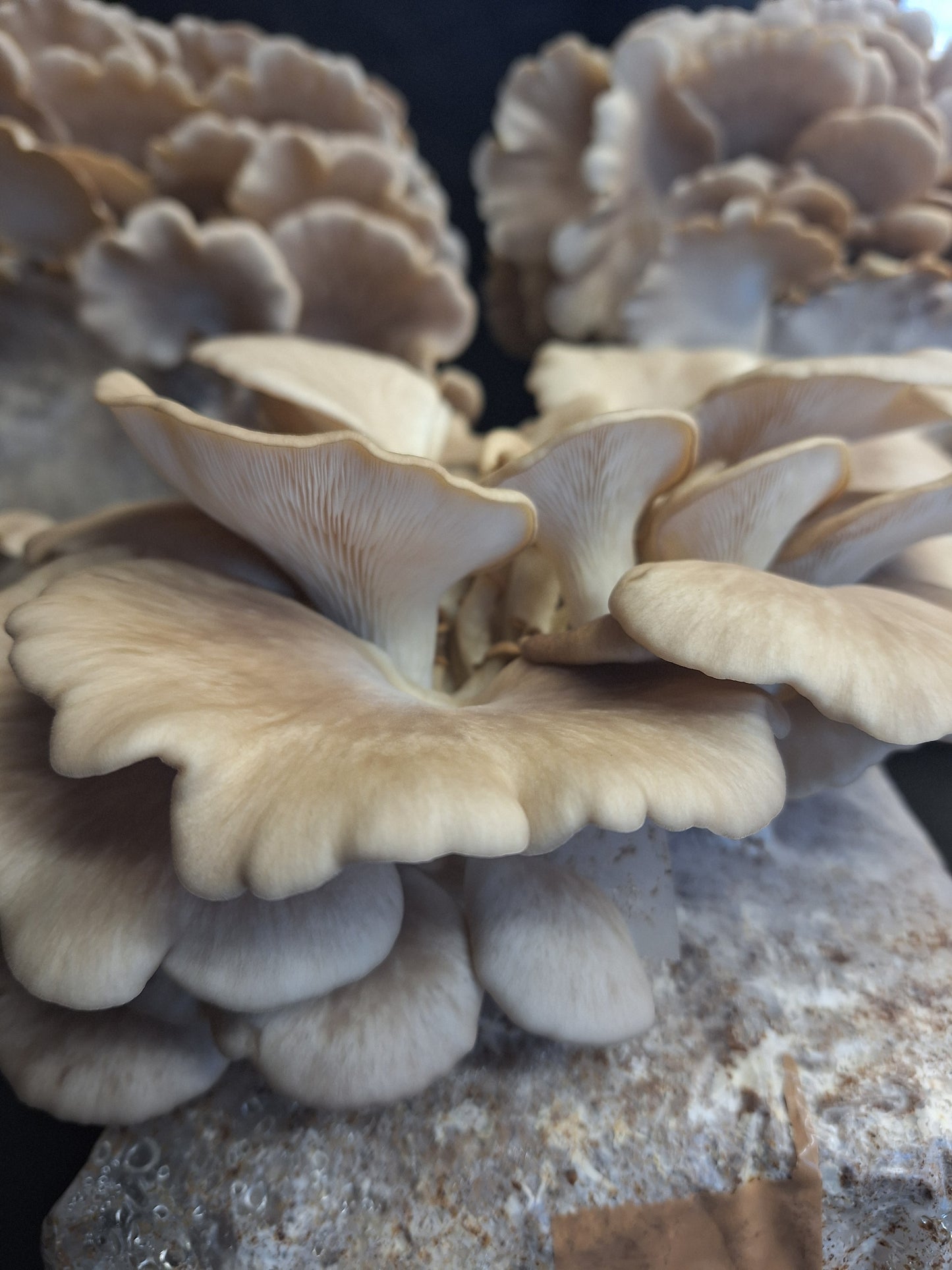 Native Pluerotus ostreatus - JCMB038 (BTB OYSTER) Liquid Culture