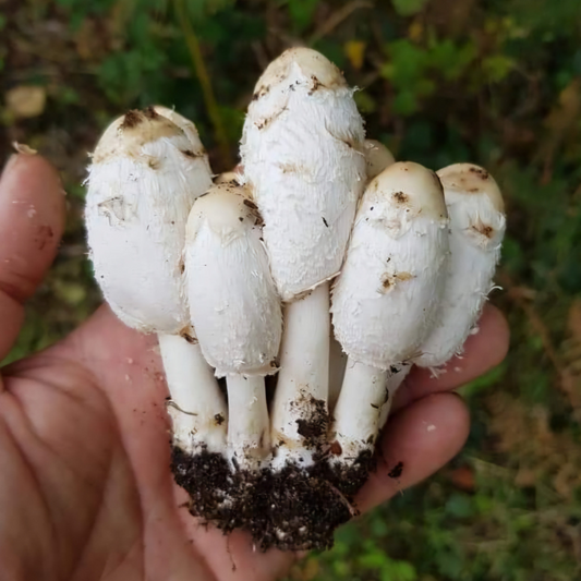 Native Coprinus comatus - JCM07 (Shaggy Inkcap) Liquid Culture