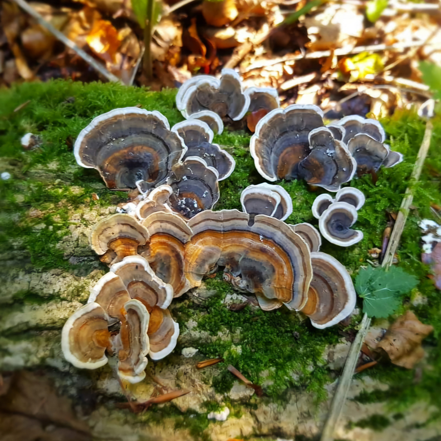 Native Trametes versicolor - JCMTT023 (Turkey Tails) Liquid Culture