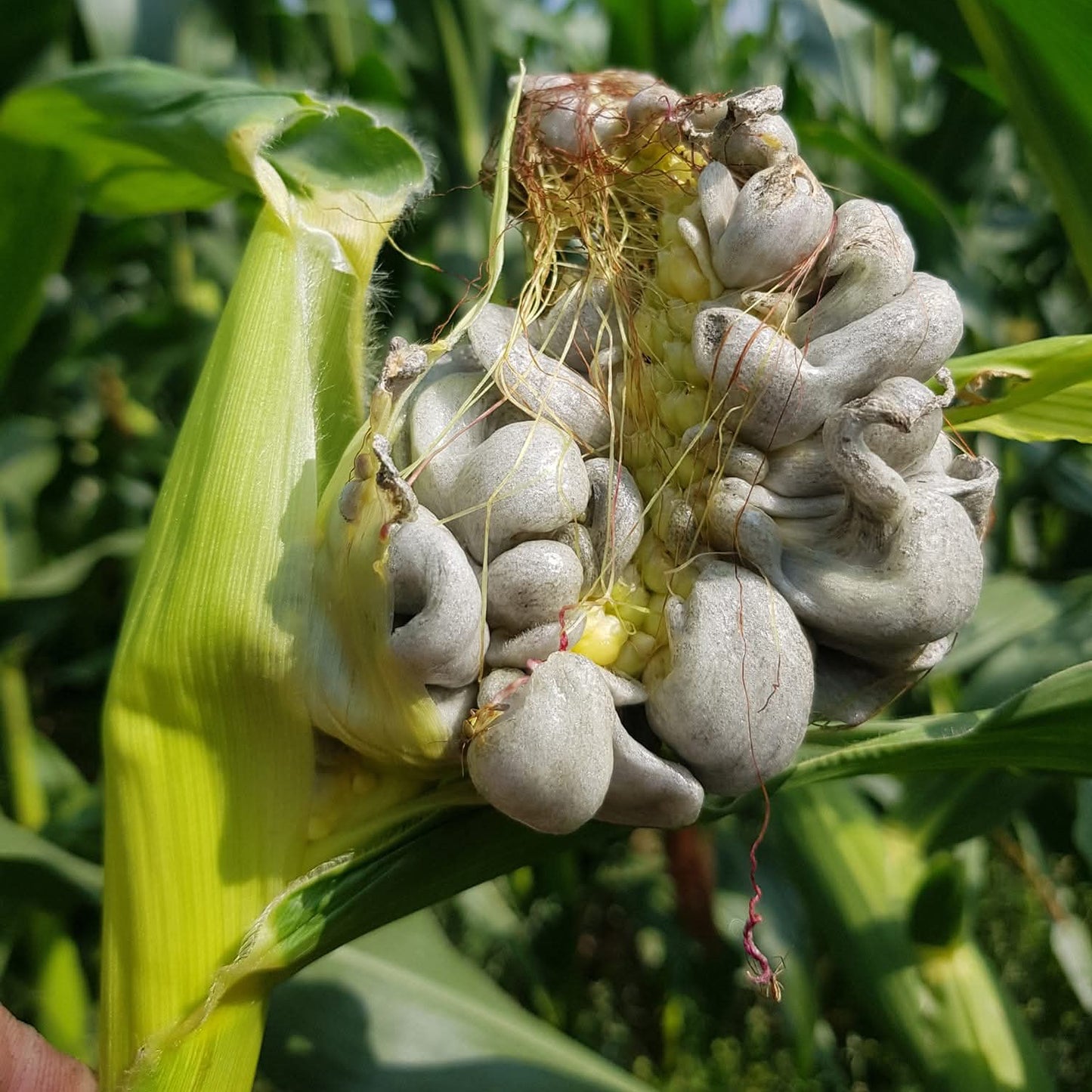 Native Mycosarcoma maydis - JCMCST (Corn Smut) Liquid Culture