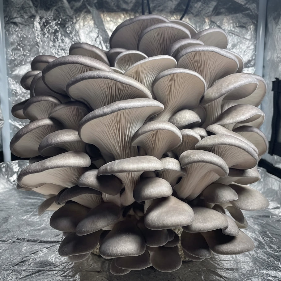 grey oyster liquid culture from Jurassic coast mushrooms