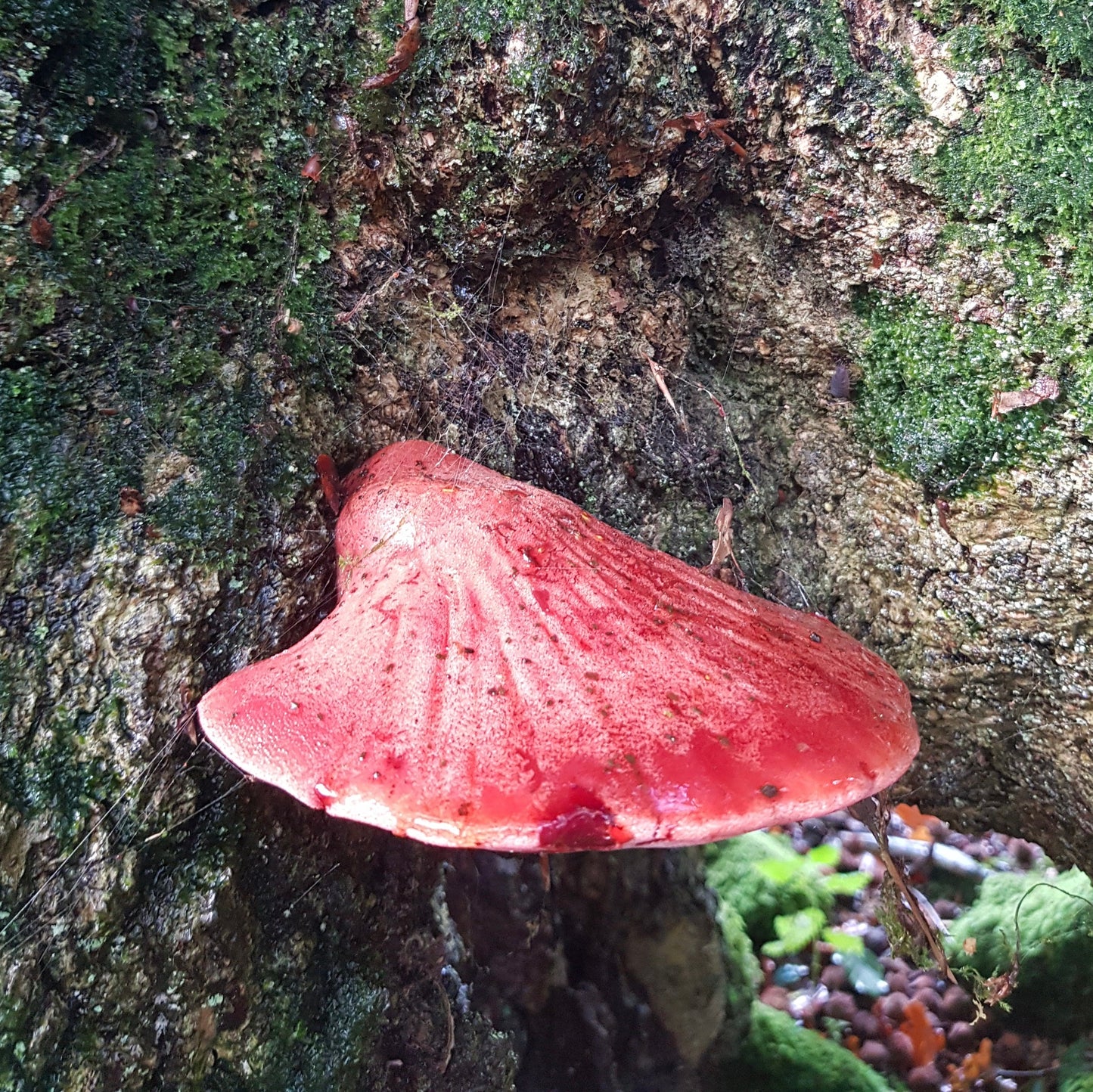 Native Fistulina hepatica - JCM011 (Beefsteak fungus) Liquid Culture