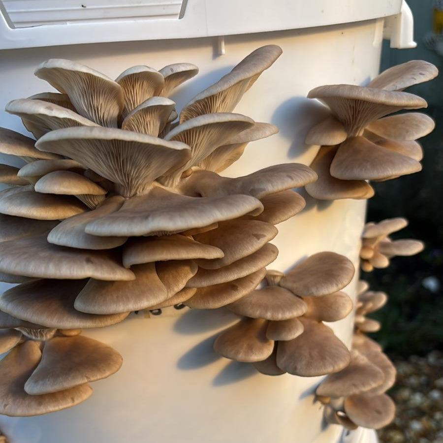 Native Pluerotus ostreatus - JCMB038 (BTB OYSTER) Liquid Culture