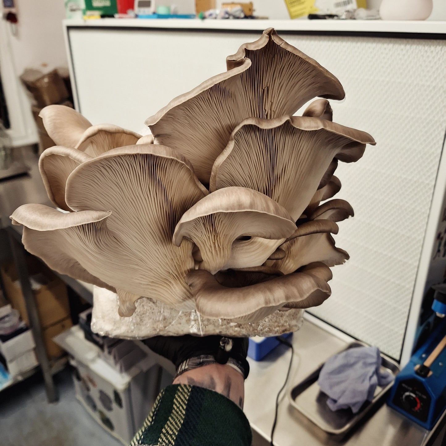 Native Pluerotus ostreatus - JCMCSG (Carey’s Oyster) Liquid Culture
