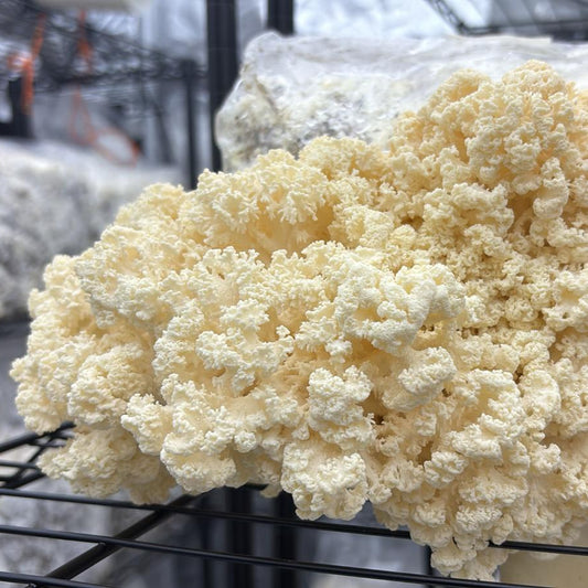 Mushroom Grain Spawn