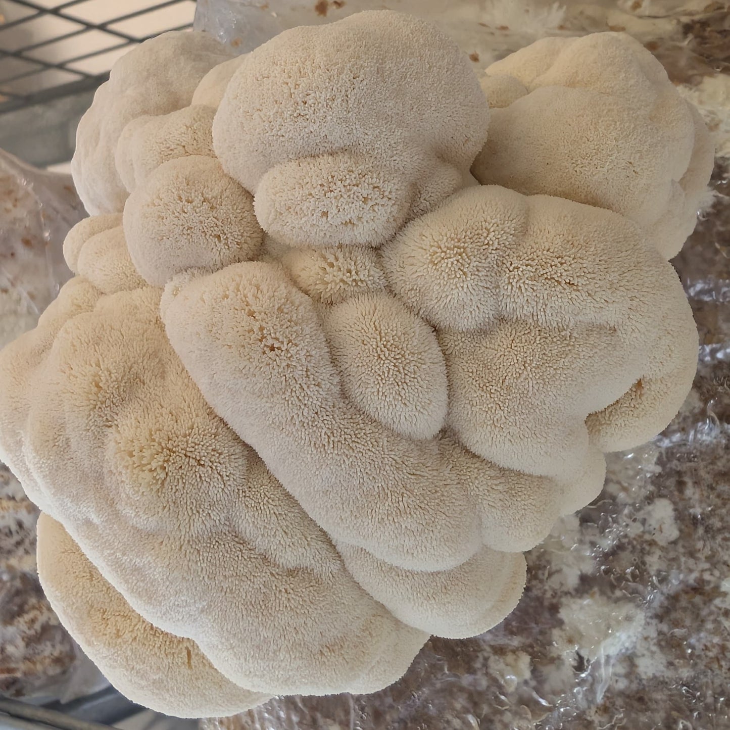 Native Hericium erinaceus - JCMBR37 (Lions Mane) Liquid Culture