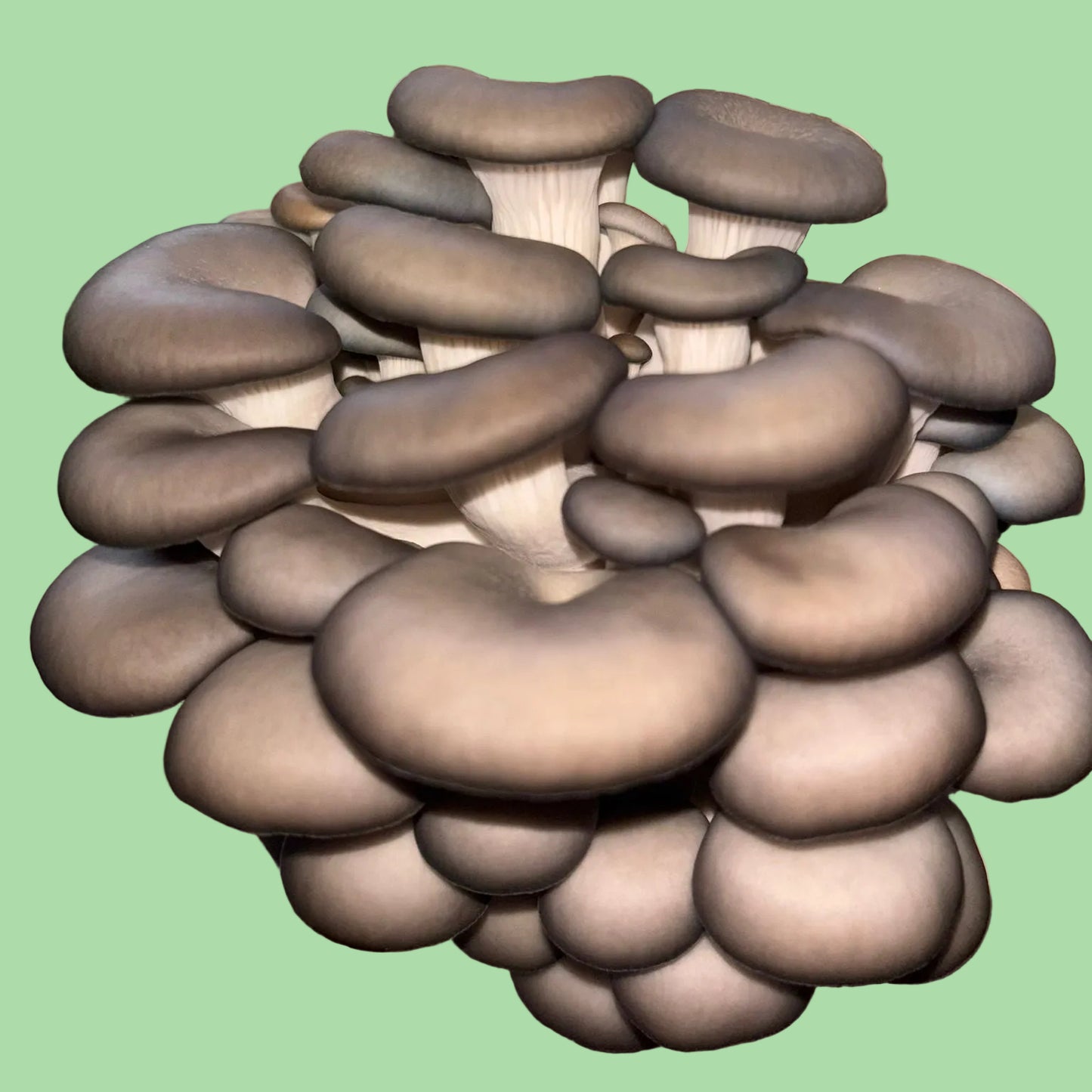 Pleurotus Hybrid - JCMF028 (Blue Pearl King Oyster) Liquid Culture