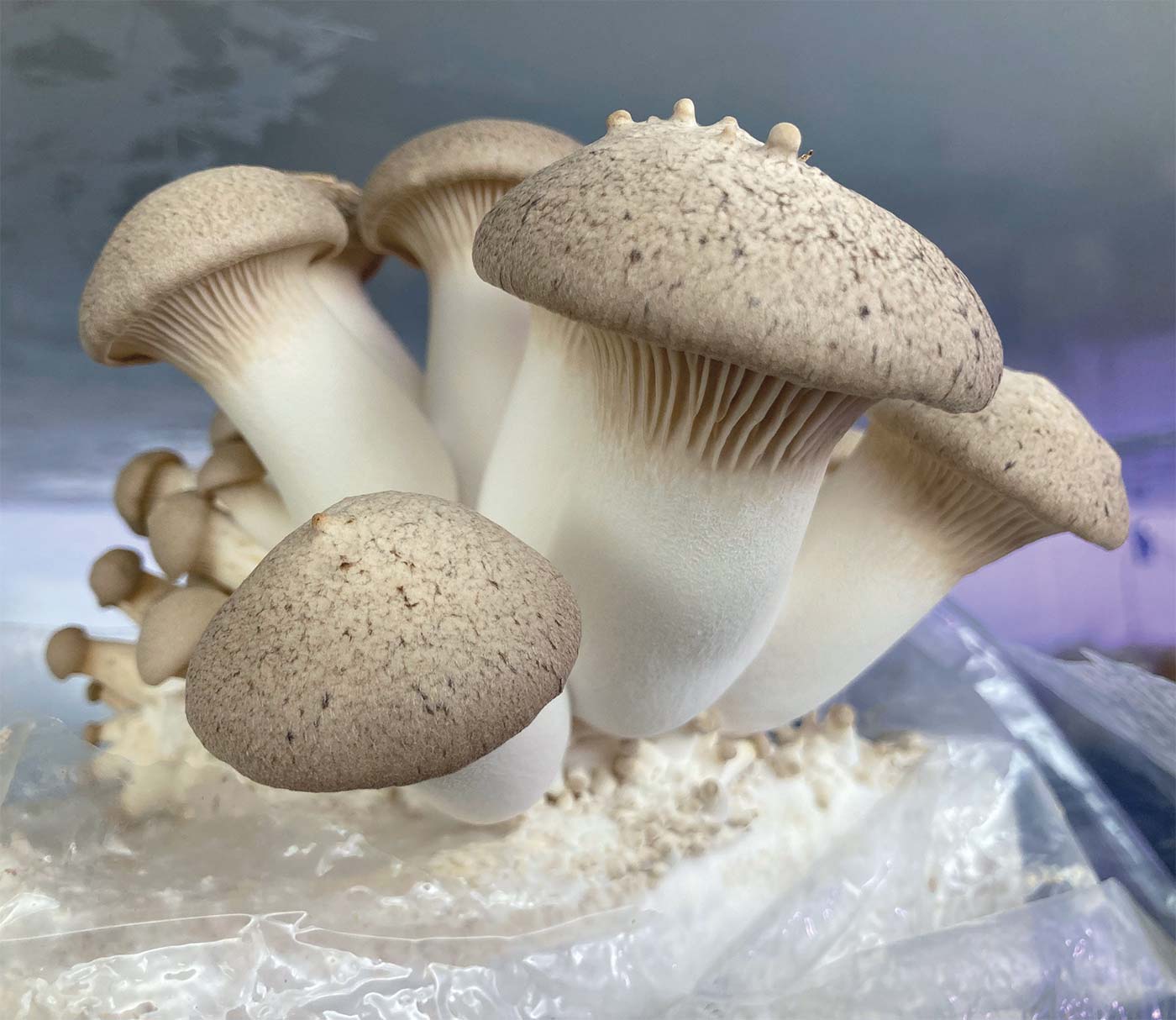 King Oyster Colonised Grain Spawn (NON-NATIVE)