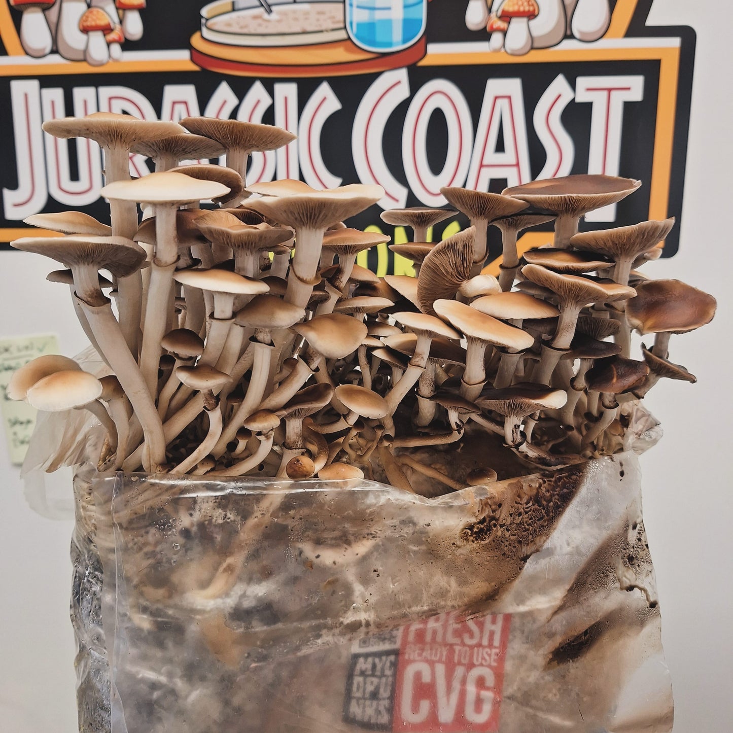 Native Cyclocybe aegerita - JCMHH01 (Pioppino / Poplar Fieldcaps) Liquid Culture
