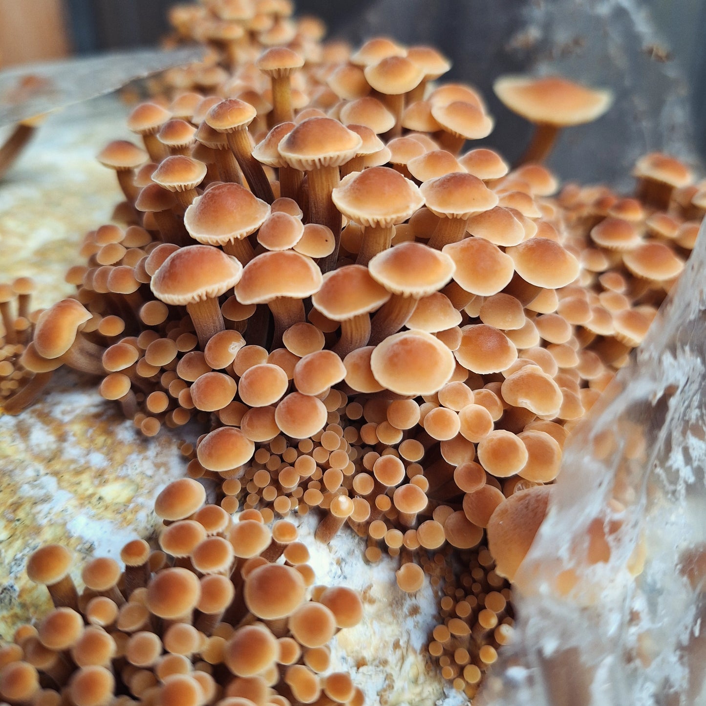 Velvet Shank ‘GOLDEN GOOSE’ Colonised Grain Spawn (NATIVE)