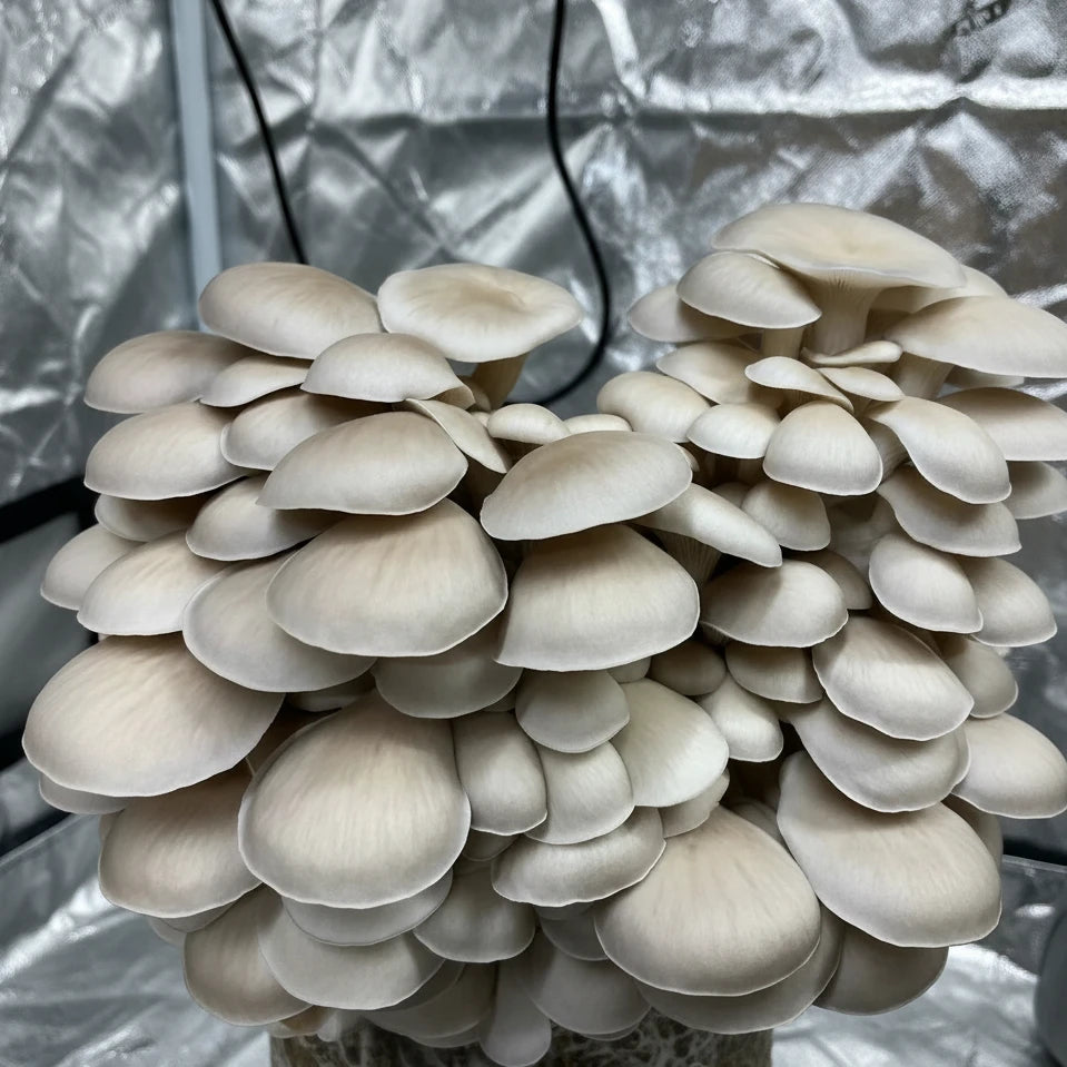 pearl oyster liquid culture from Jurassic coast mushrooms
