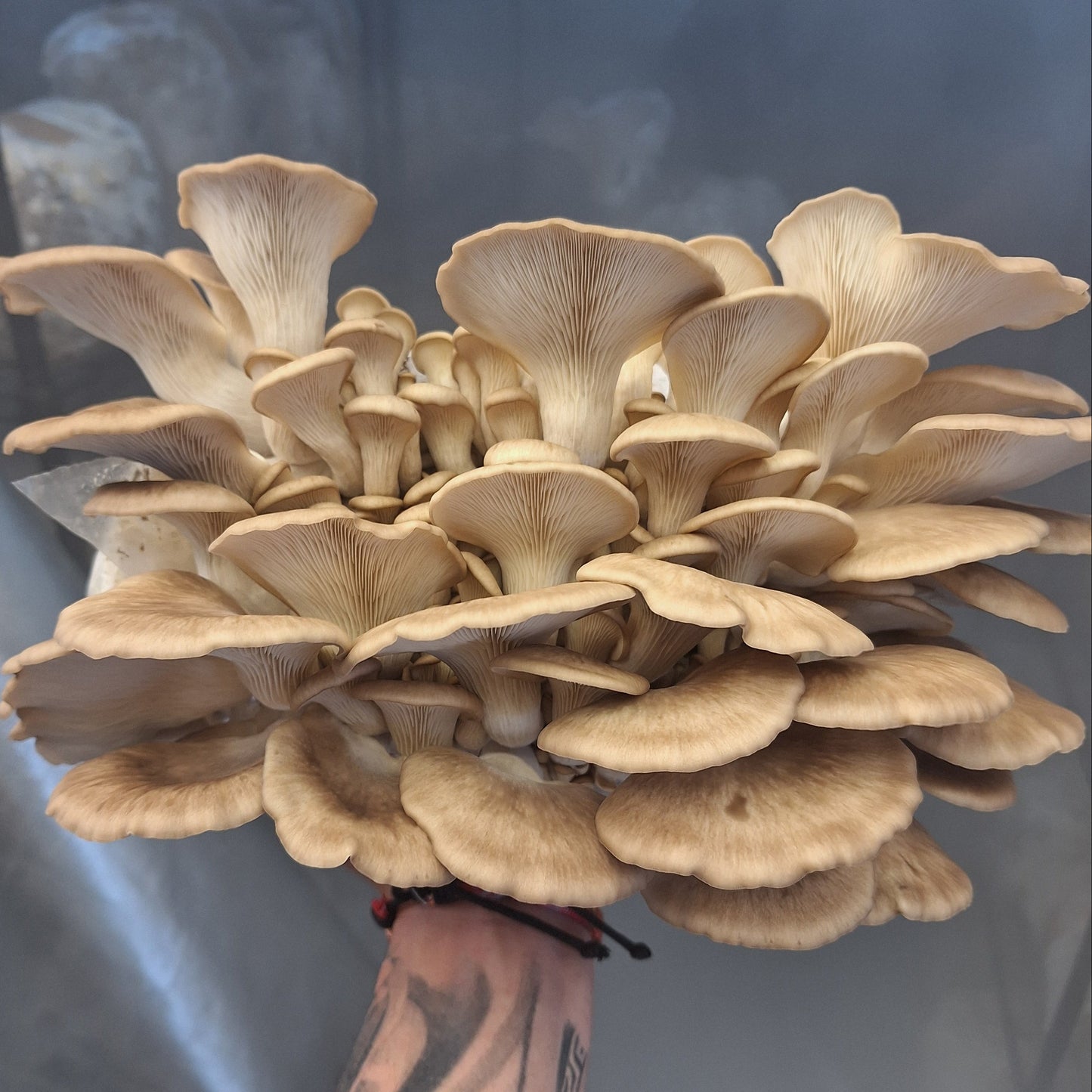 pleurotus ostreatus native liquid culture from Jurassic coast mushrooms