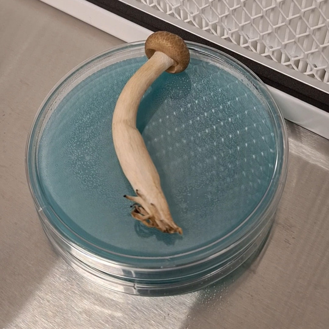 Hypsizygus tessulatus - JCMWH05 (Buna Shimeji/ Brown Beech Mushroom) Liquid Culture