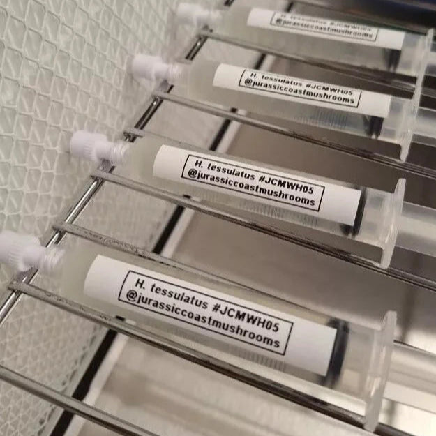 Hypsizygus tessulatus - JCMWH05 (Buna Shimeji/ Brown Beech Mushroom) Liquid Culture
