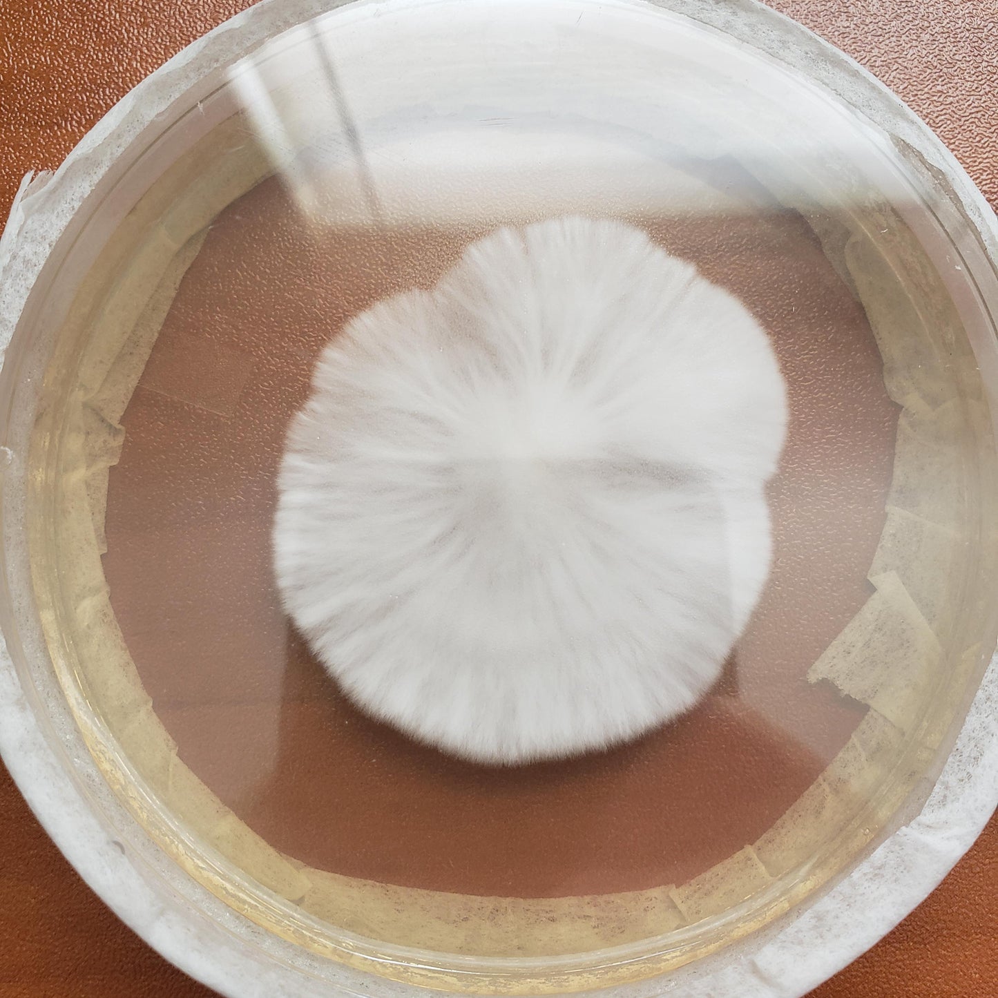 Fomitopsis officinalis - JCMAG025 (Agarikon Mushroom) Liquid Culture