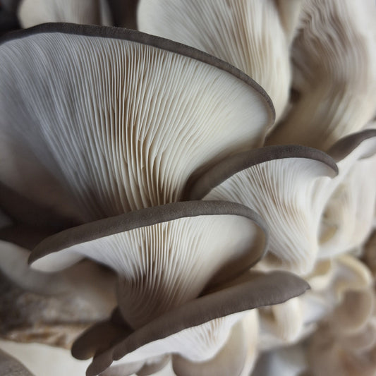 Growing Mushrooms using Grain Spawn