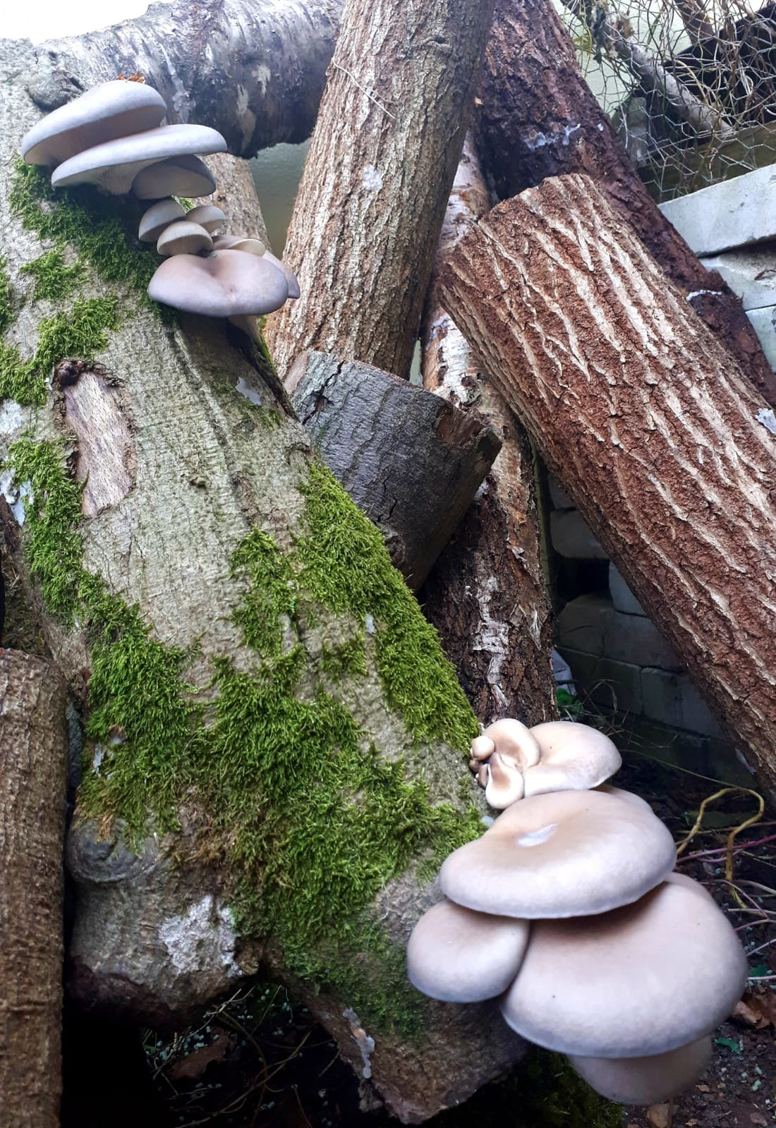 Growing Mushrooms in your Garden