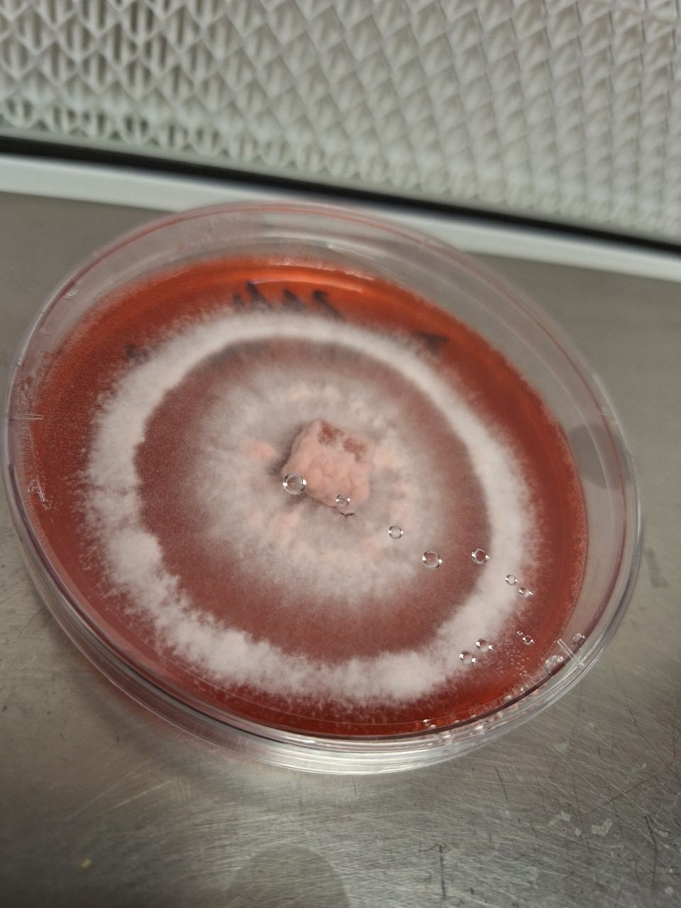 Colonised Agar