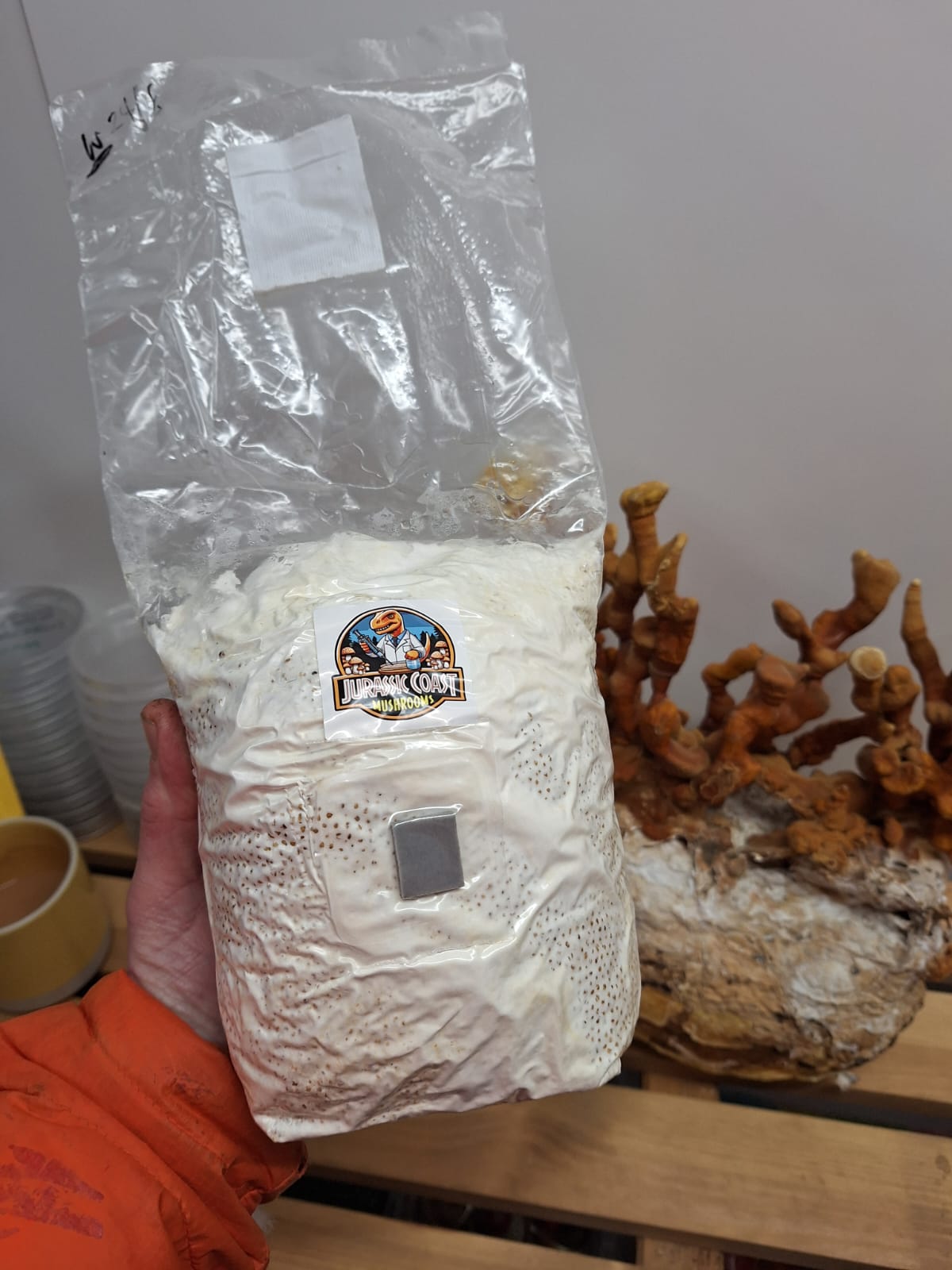 Colonised Grain Spawn