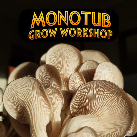 Monotub Workshop at Jurassic Coast Mushrooms HQ 