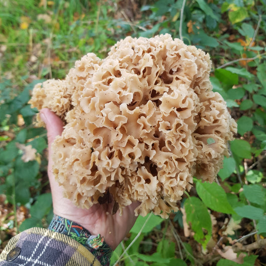 Native Sparassis crispa - JCMCF6 (Cauliflower Fungus) Liquid Culture