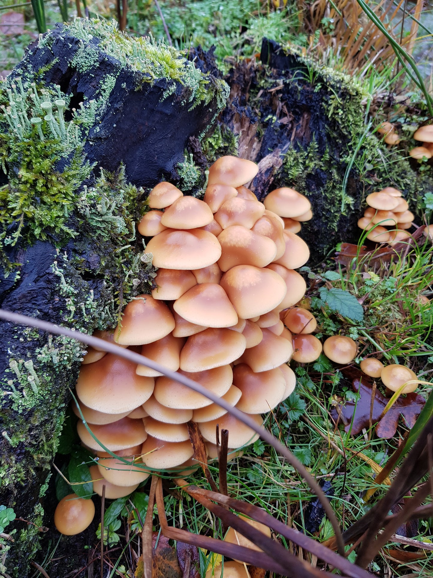 Native Kuehneromyces mutabilis - JCMSWT (Sheathed Woodtuft) Liquid Culture