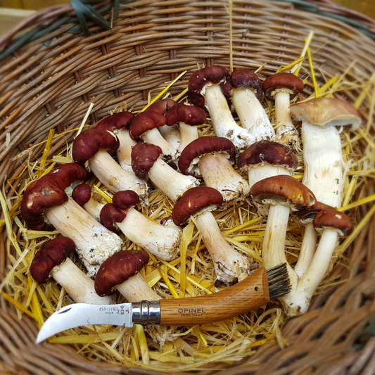 Stropharia rugosoannulata - JCM020 (Wine caps) Liquid Culture