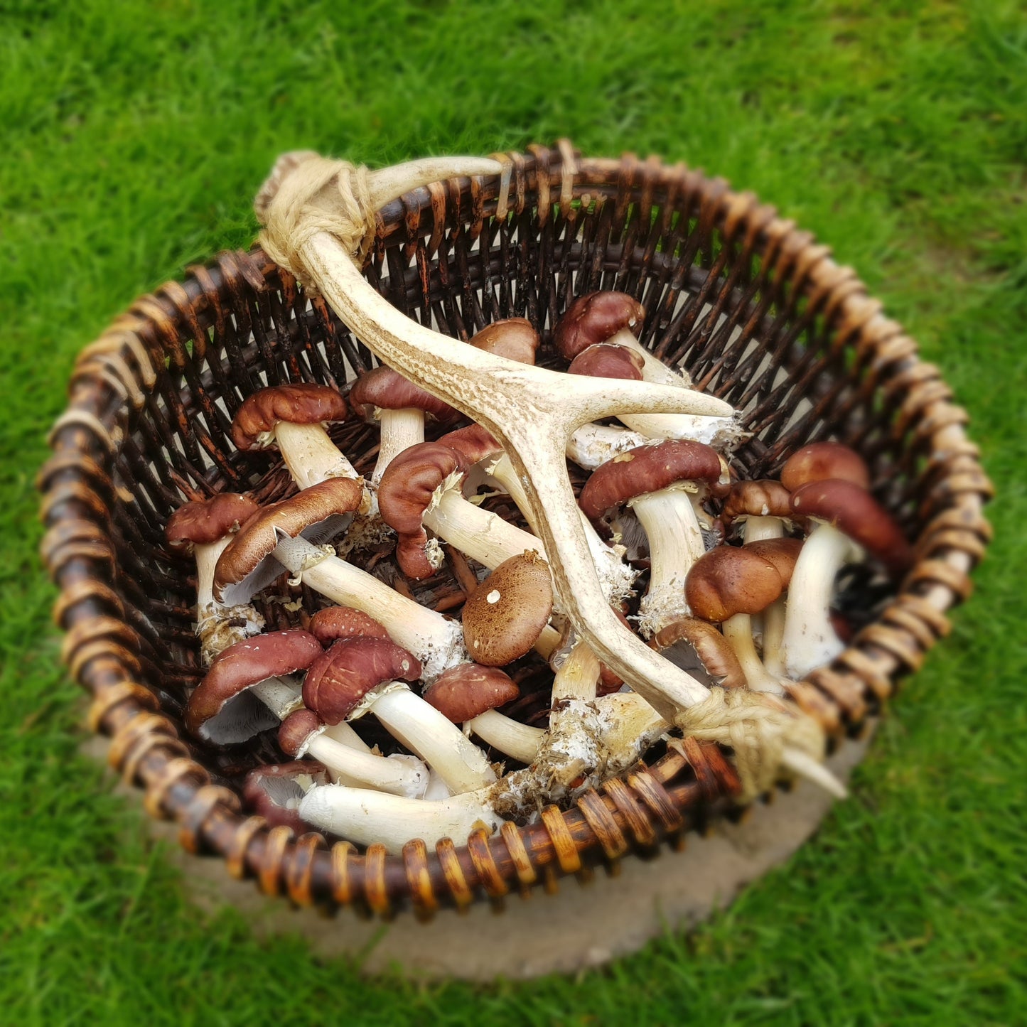 Stropharia rugosoannulata - JCM020 (Wine caps) Liquid Culture
