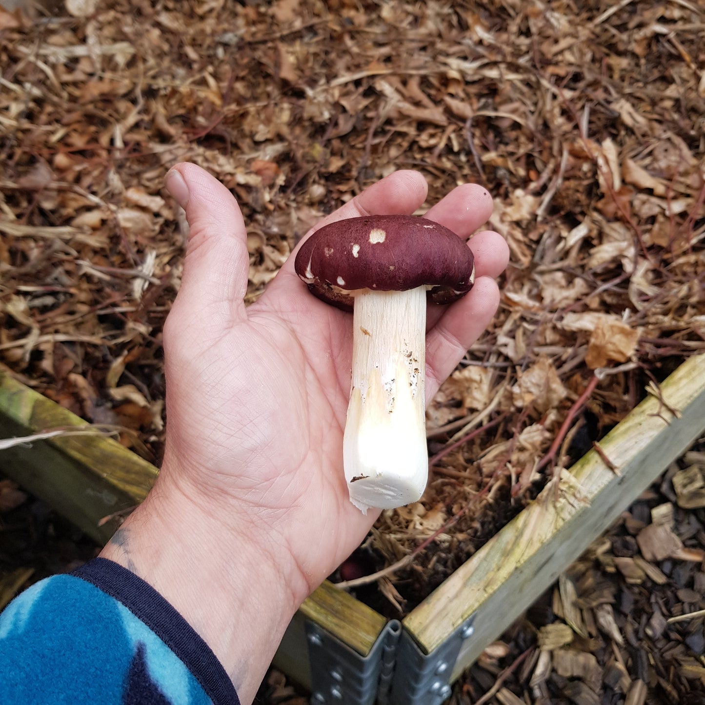 Stropharia rugosoannulata - JCM020 (Wine caps) Liquid Culture