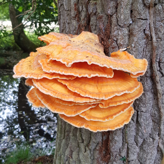 Native Laetiporus sulphureus - JCMBI03 (Chicken of the Woods) Liquid Culture