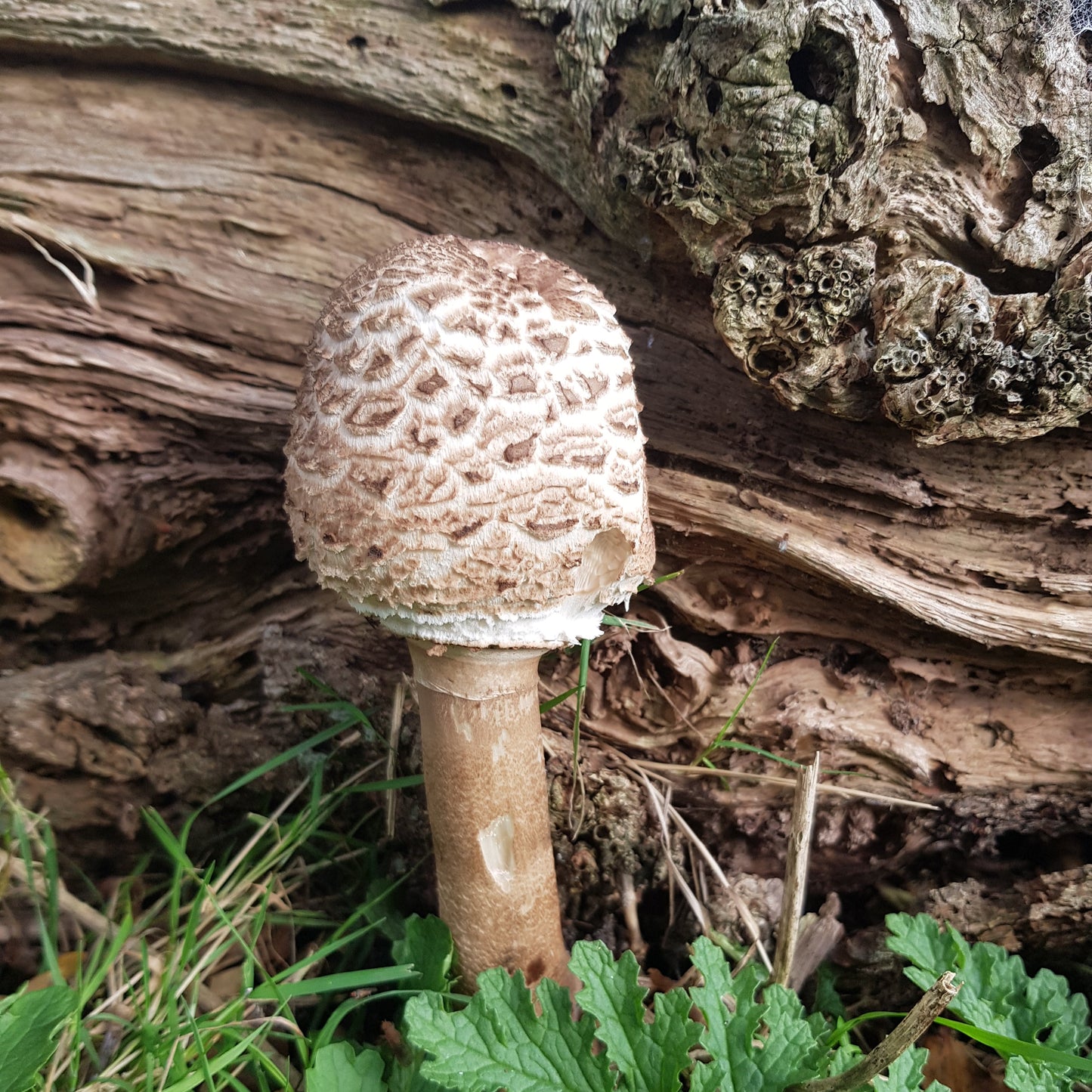Native Macrolepiota procera - JCMPARA (Parasol Mushroom) Liquid Culture