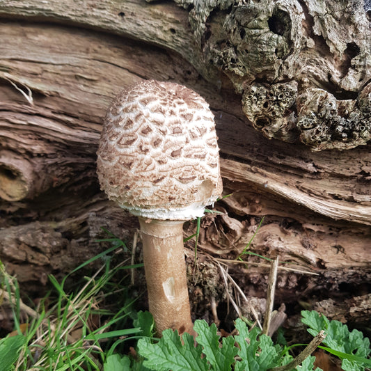 Native Macrolepiota procera - JCMPARA (Parasol Mushroom) Liquid Culture