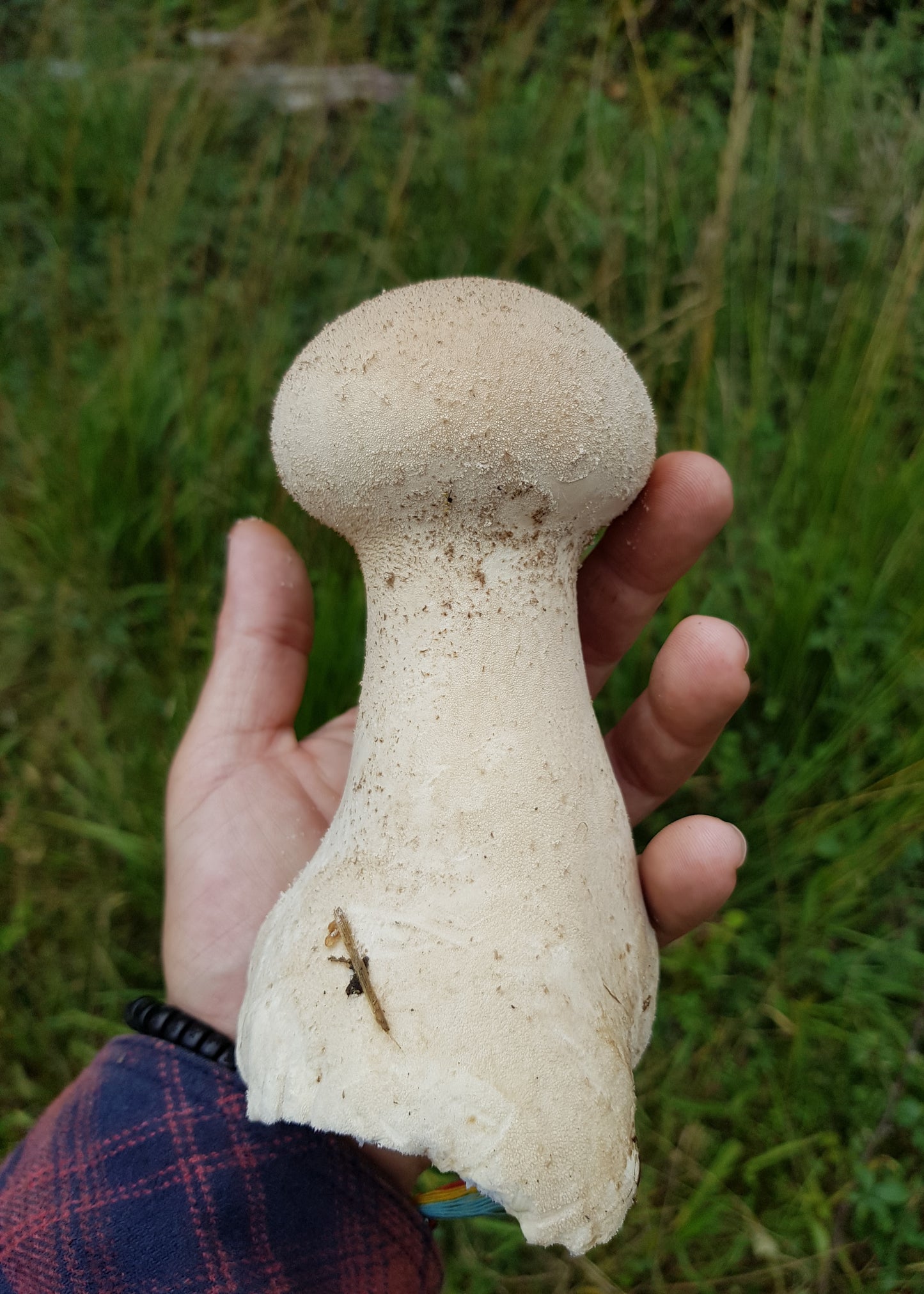 Native Lycoperdon excipuliforme - JCMPU5 (Pestle Puffball) Liquid Culture