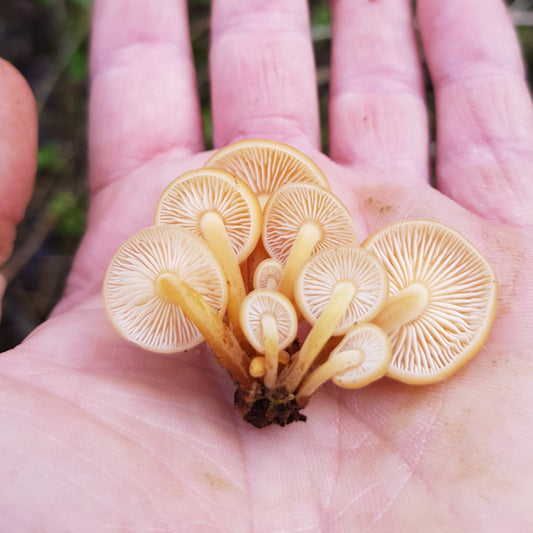 Native Flammulina velutipes - JCMV012 (Velvet Shanks) Liquid Culture