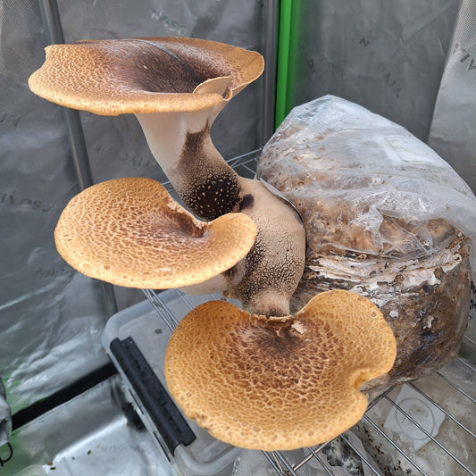 Dryad’s Saddle Colonised Grain Spawn (NATIVE)