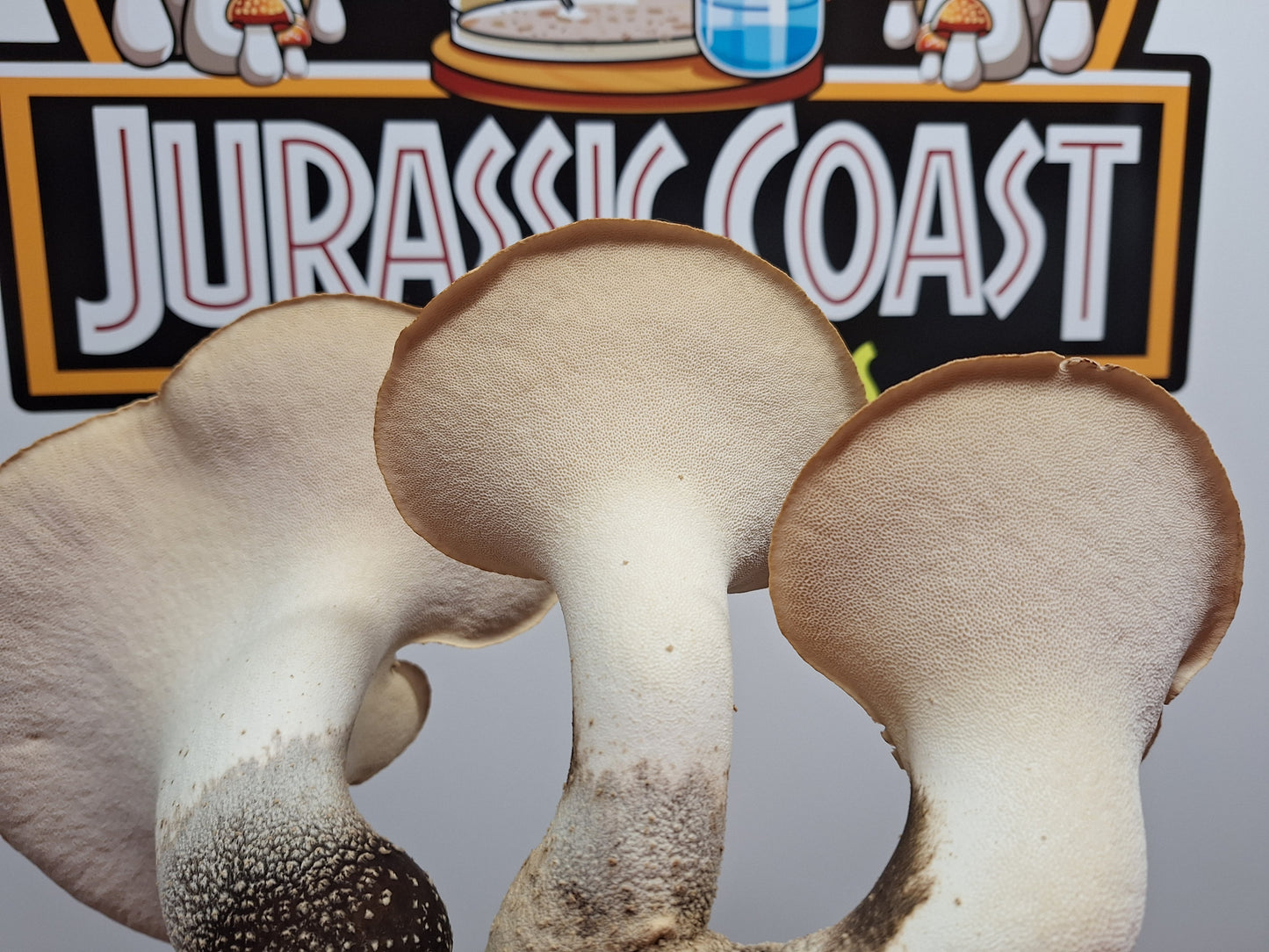 Native Cerioporus squamosus - JCMDS1 (Dryad’s Saddle) Liquid Culture