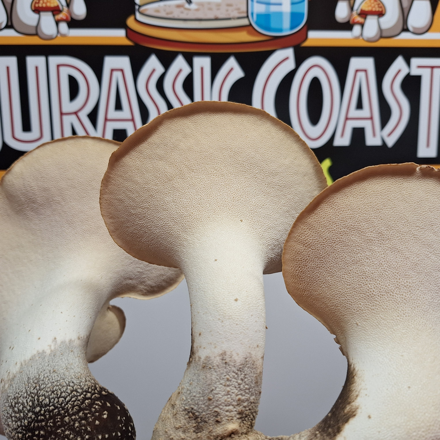 Native Cerioporus squamosus - JCMDS1 (Dryad’s Saddle) Liquid Culture