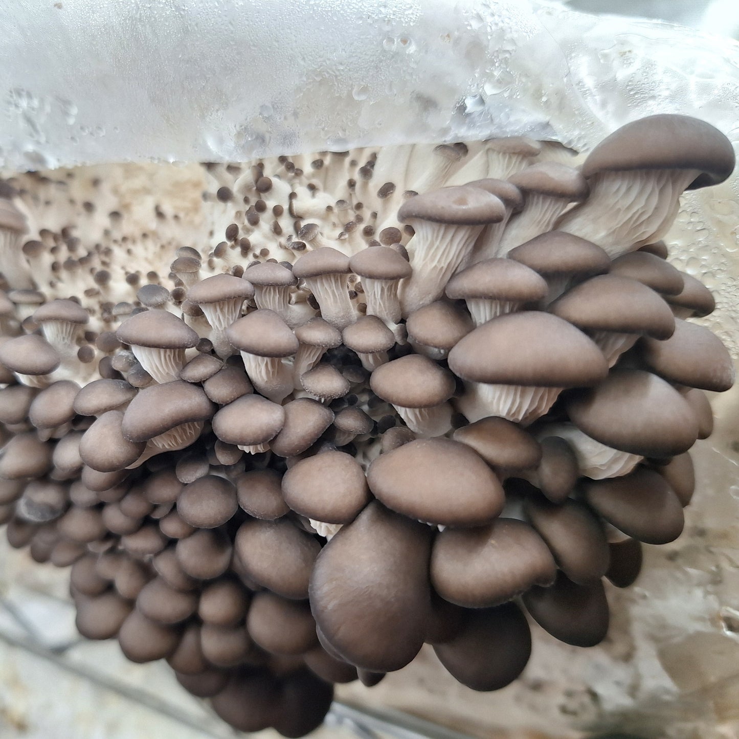 Native Pluerotus ostreatus - JCMCSG (Carey’s Oyster) Liquid Culture
