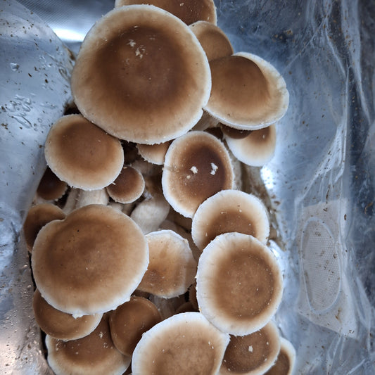 Pioppino Colonised Grain Spawn (NON-NATIVE)