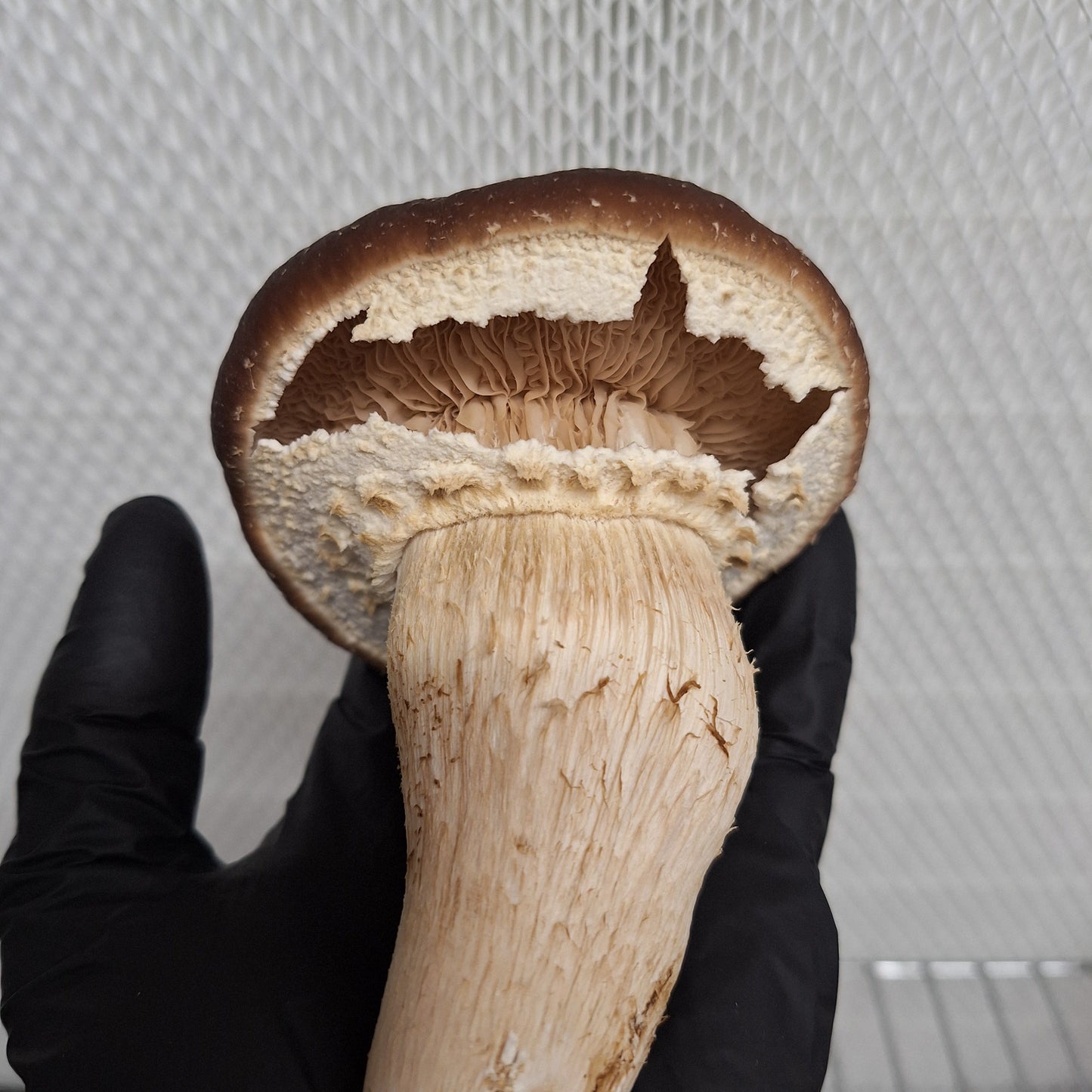 Native Cyclocybe aegerita - JCMPR029 (‘Primoppino’ Pioppino) Liquid Culture